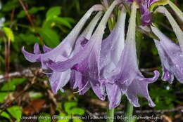 Слика од Hippeastrum reticulatum (L'Hér.) Herb.