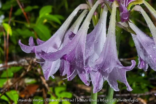 Image of Hippeastrum reticulatum (L'Hér.) Herb.