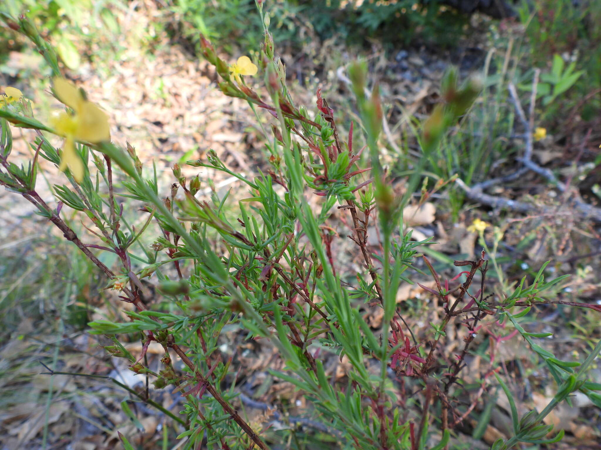 Image de Hypericum peninsulare Eastw.