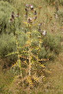 Image of woolly thistle