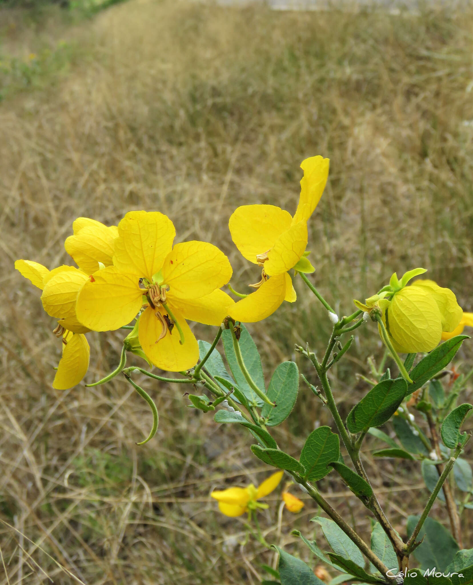 Sivun Senna rugosa (G. Don) H. S. Irwin & Barneby kuva