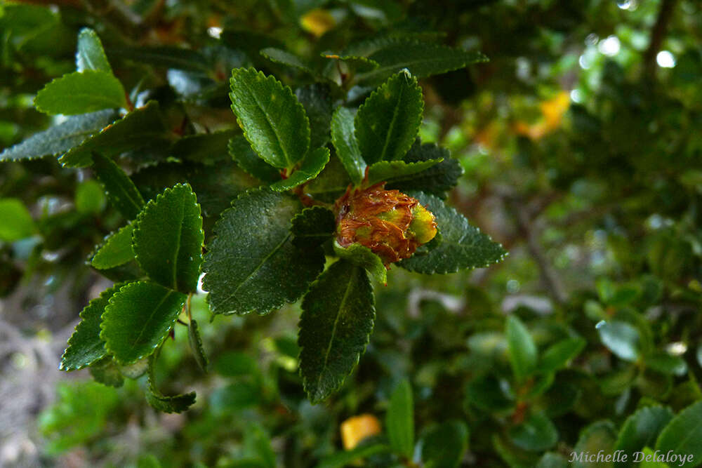 Image of Nothofagus betuloides (Mirb.) Oerst.