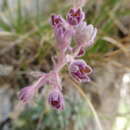 Image of Saxifraga media Gouan