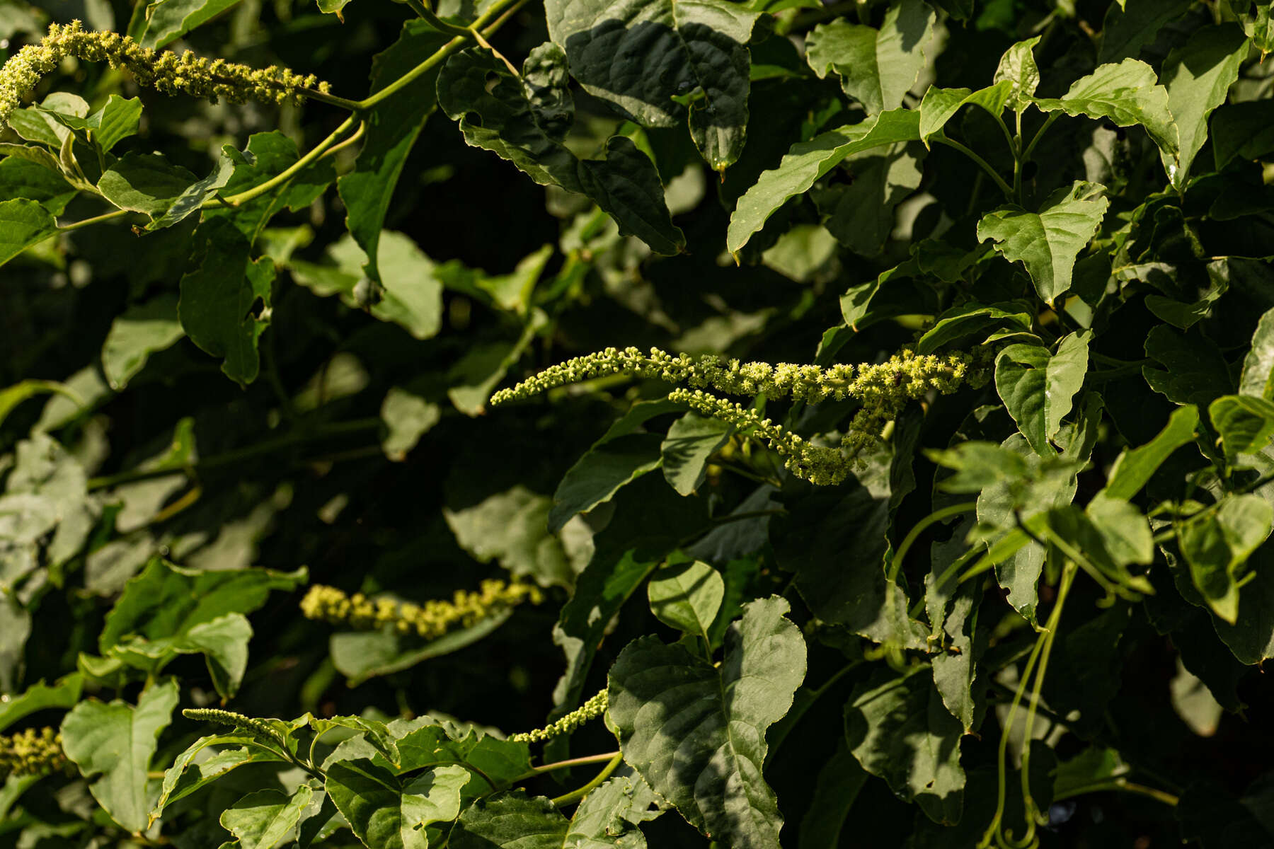 Image of pokeweed