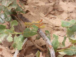 Melanoplus foedus Scudder & S. H. 1878的圖片