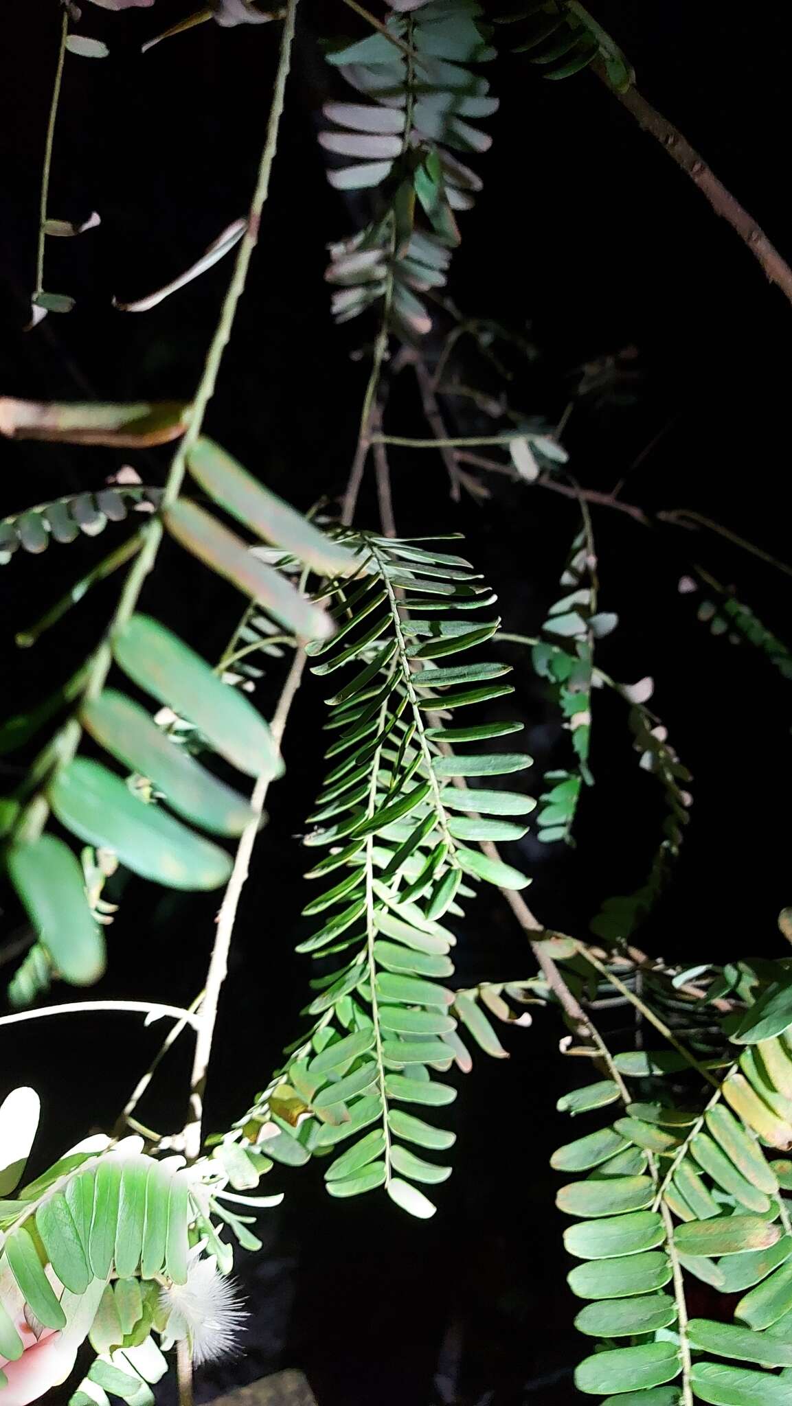 Plancia ëd Phyllanthus emblica L.