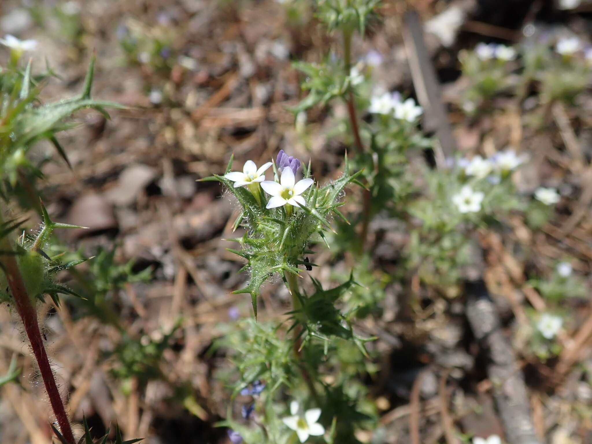 Image of small-lobe navarretia