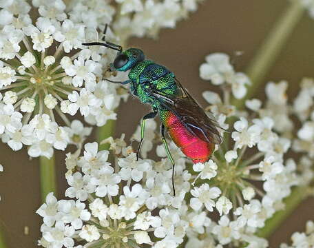 Image of <i>Chrysis clarinicollis</i>