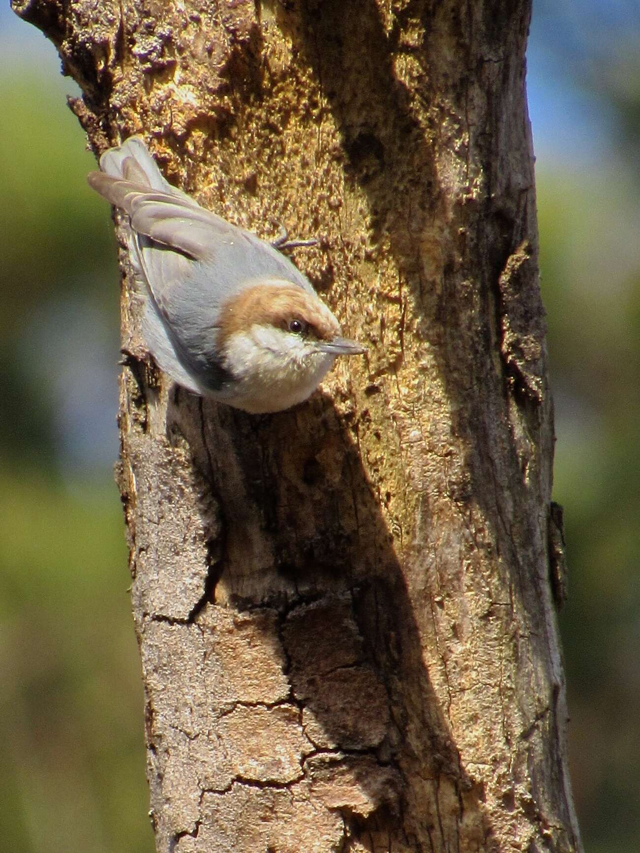 Image of Brown-headed Nuthatch