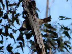 Image of Paradise Riflebird