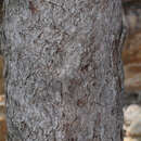 Image of Angophora woodsiana F. M. Bailey