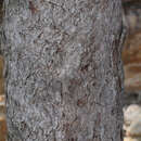 Image de Angophora woodsiana F. M. Bailey