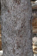 Angophora woodsiana F. M. Bailey的圖片