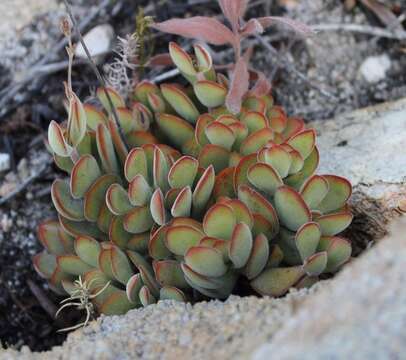 Image of Crassula atropurpurea var. anomala (Schönl. & Bak. fil.) Tölken