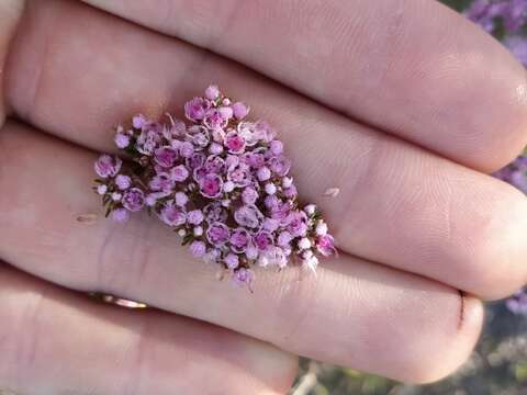 Verticordia densiflora Lindl. resmi