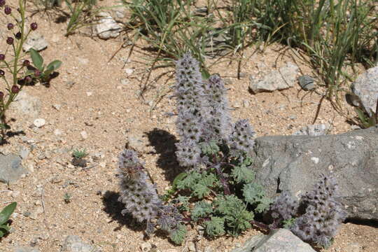 Image of Lagopsis marrubiastrum (Stephan) Ikonn.-Gal.