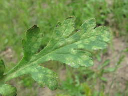 Image of Entyloma fuscum J. Schröt. 1877