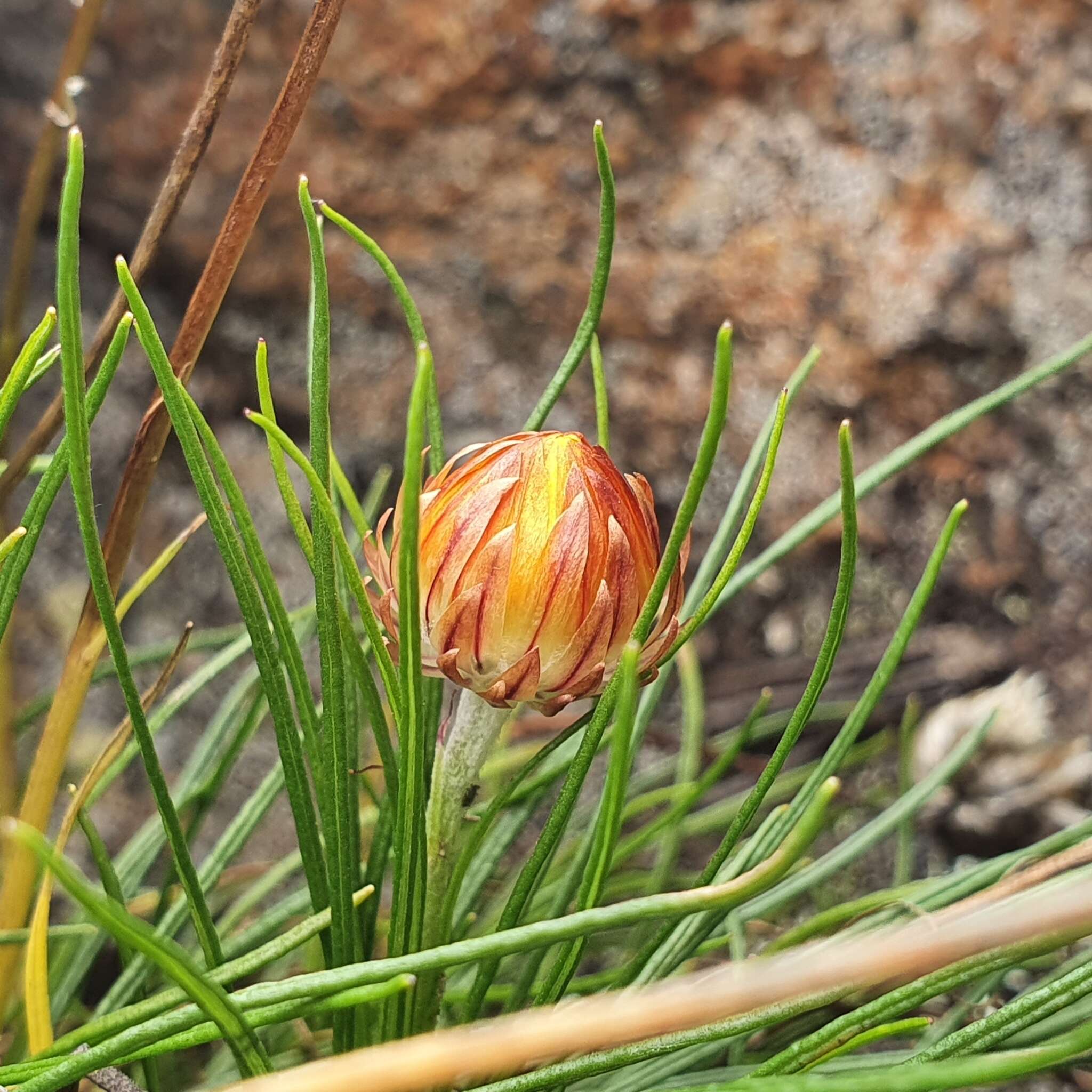 Слика од Leucochrysum graminifolium (P. G. Wilson) P. G. Wilson