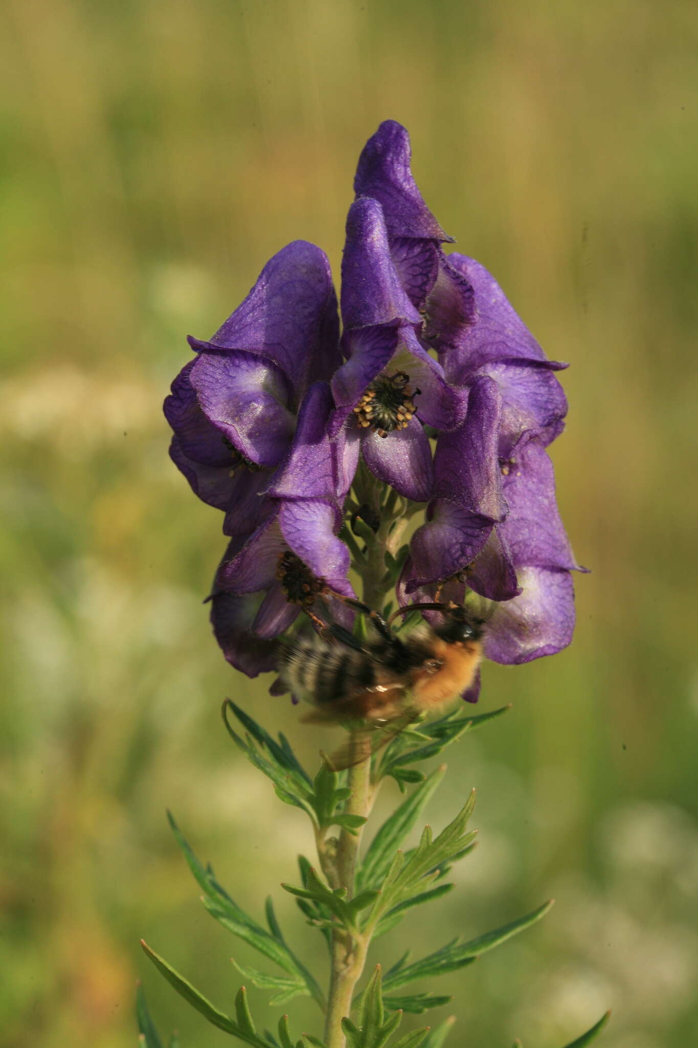 Sivun Aconitum sachalinense F. Schmidt kuva