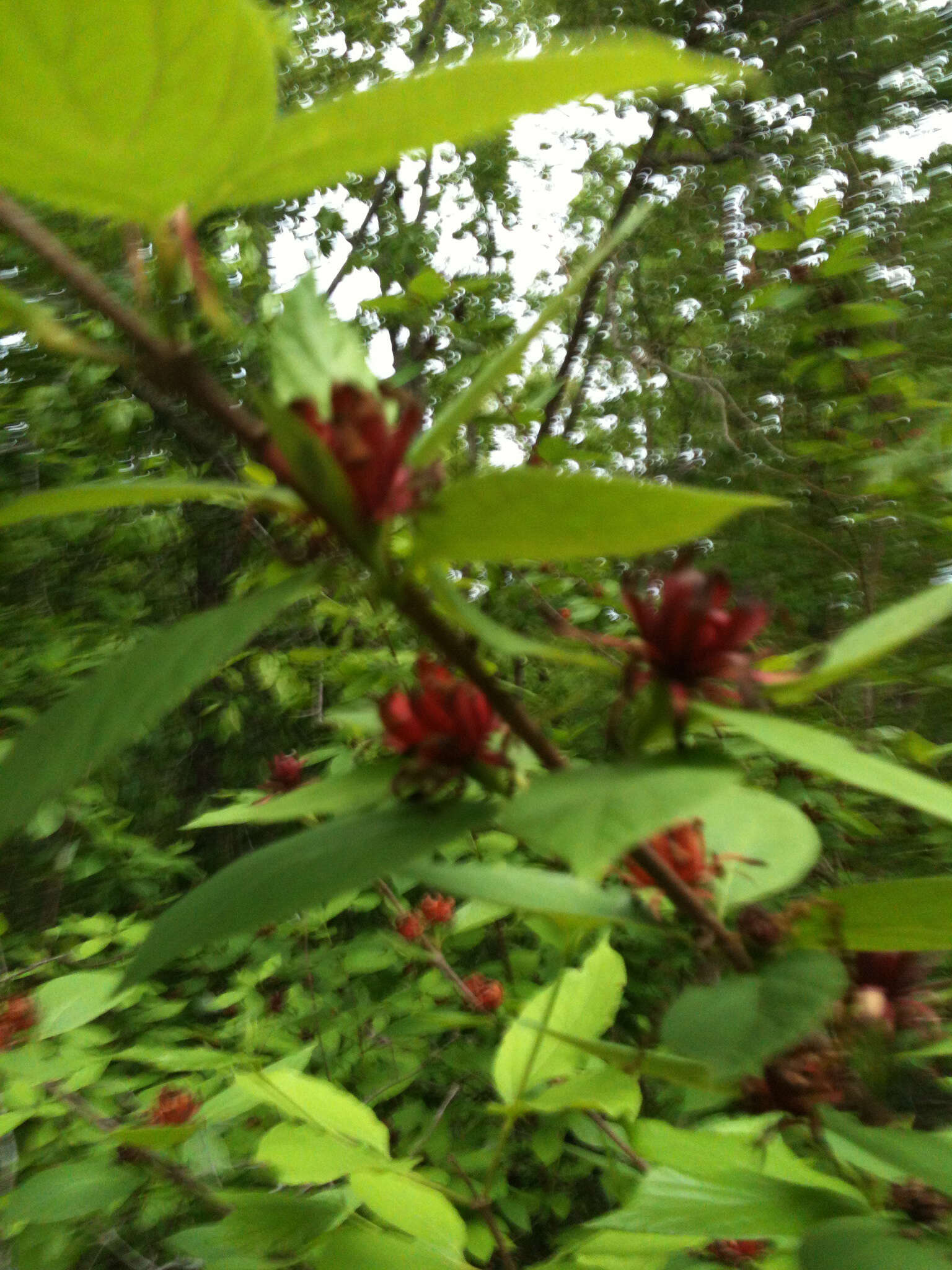 Image de Calycanthus floridus var. glaucus (Willd.) Torr. & A. Gray