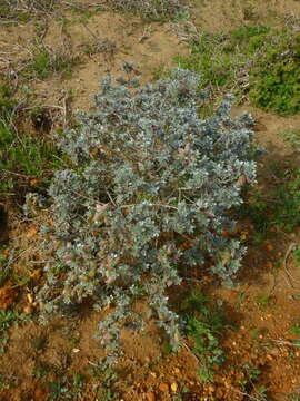 Image of Podalyria sericea R. Br.