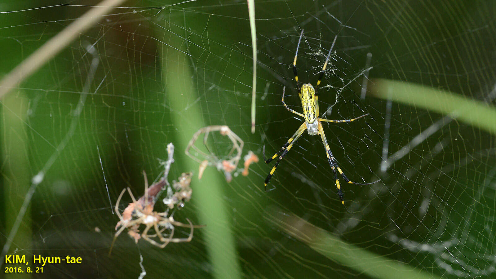 صورة Trichonephila clavata (L. Koch 1878)