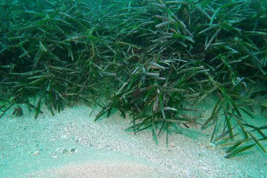 Amphibolis griffithii (J. M. Black) Hartog resmi