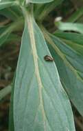 Image of Depressa striatipennis Malloch 1927