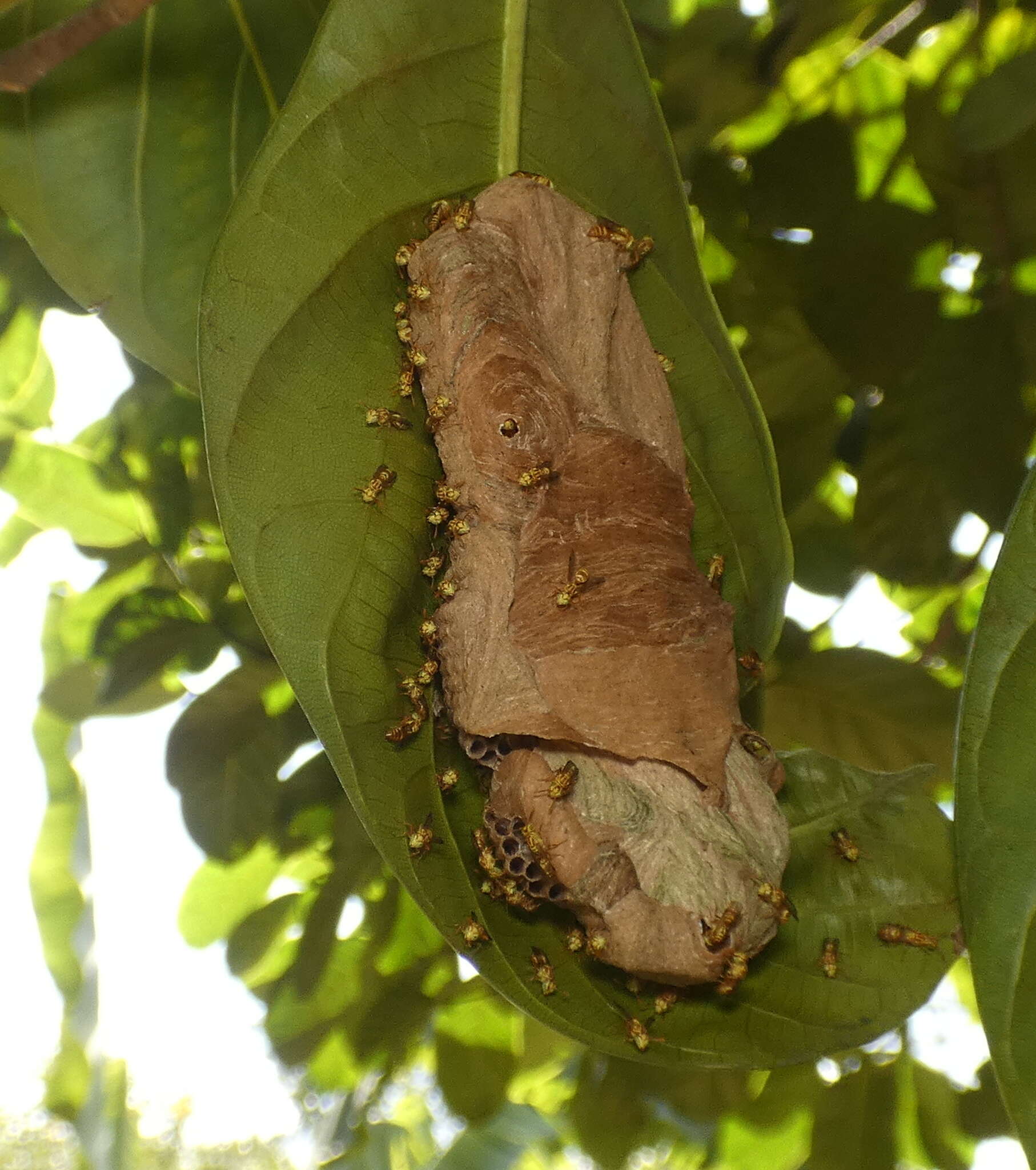 Imagem de <i>Protopolybia potiguara</i>