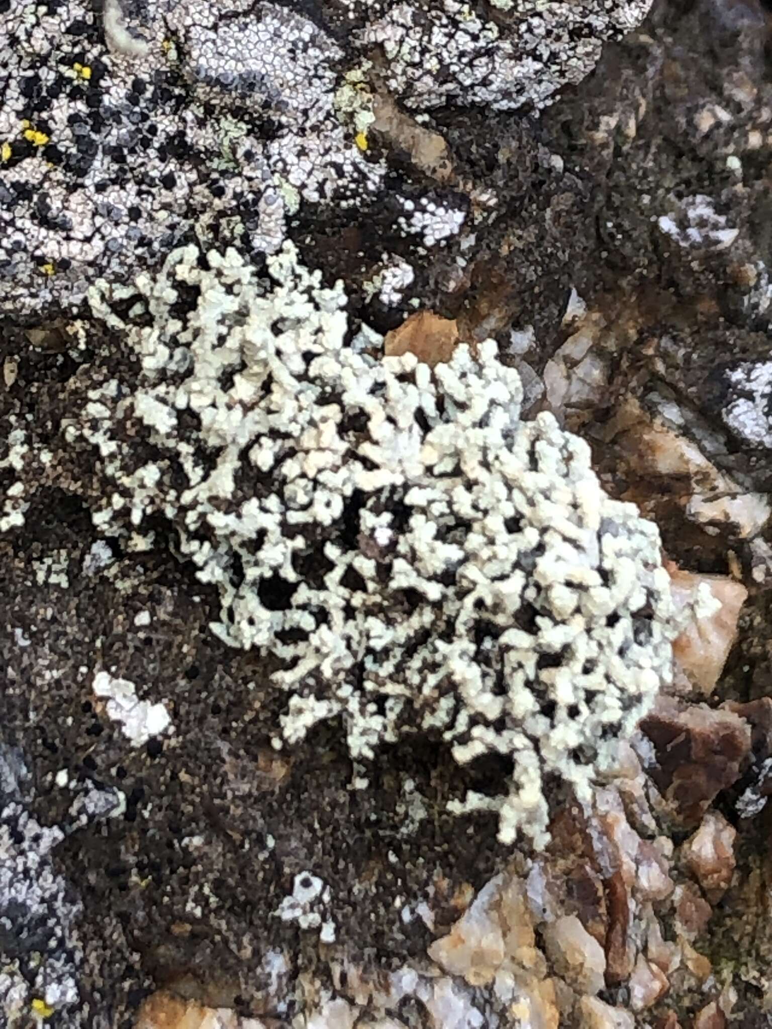 Image of Shrubby rim-lichen;   Rim lichen