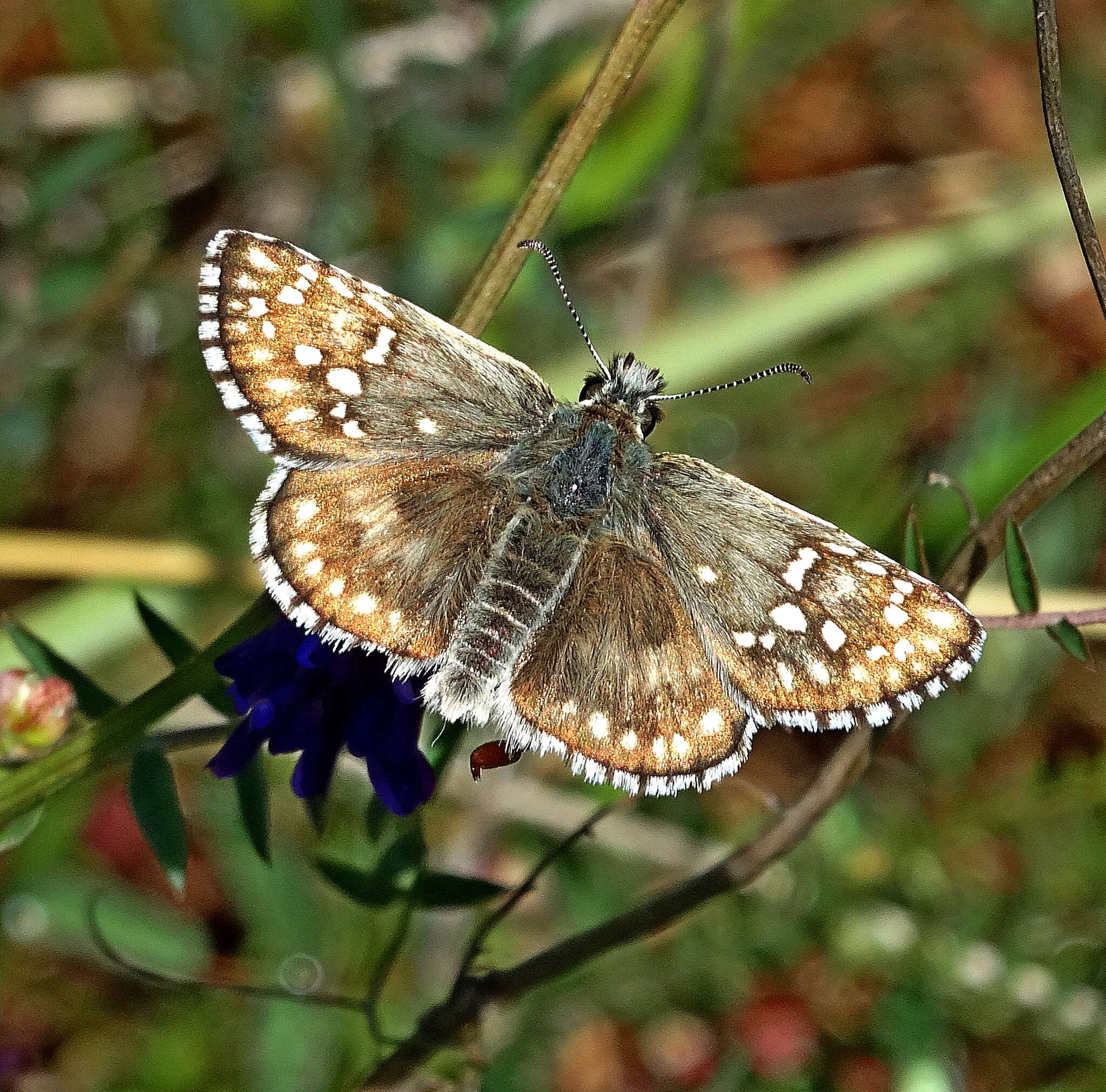 Image of Pyrgus sidae Esper 1784