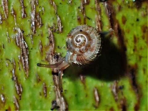 Image of Phenacohelix Suter 1892