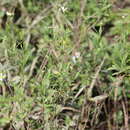 Boltonia asteroides var. glastifolia (Hill) Fernald resmi