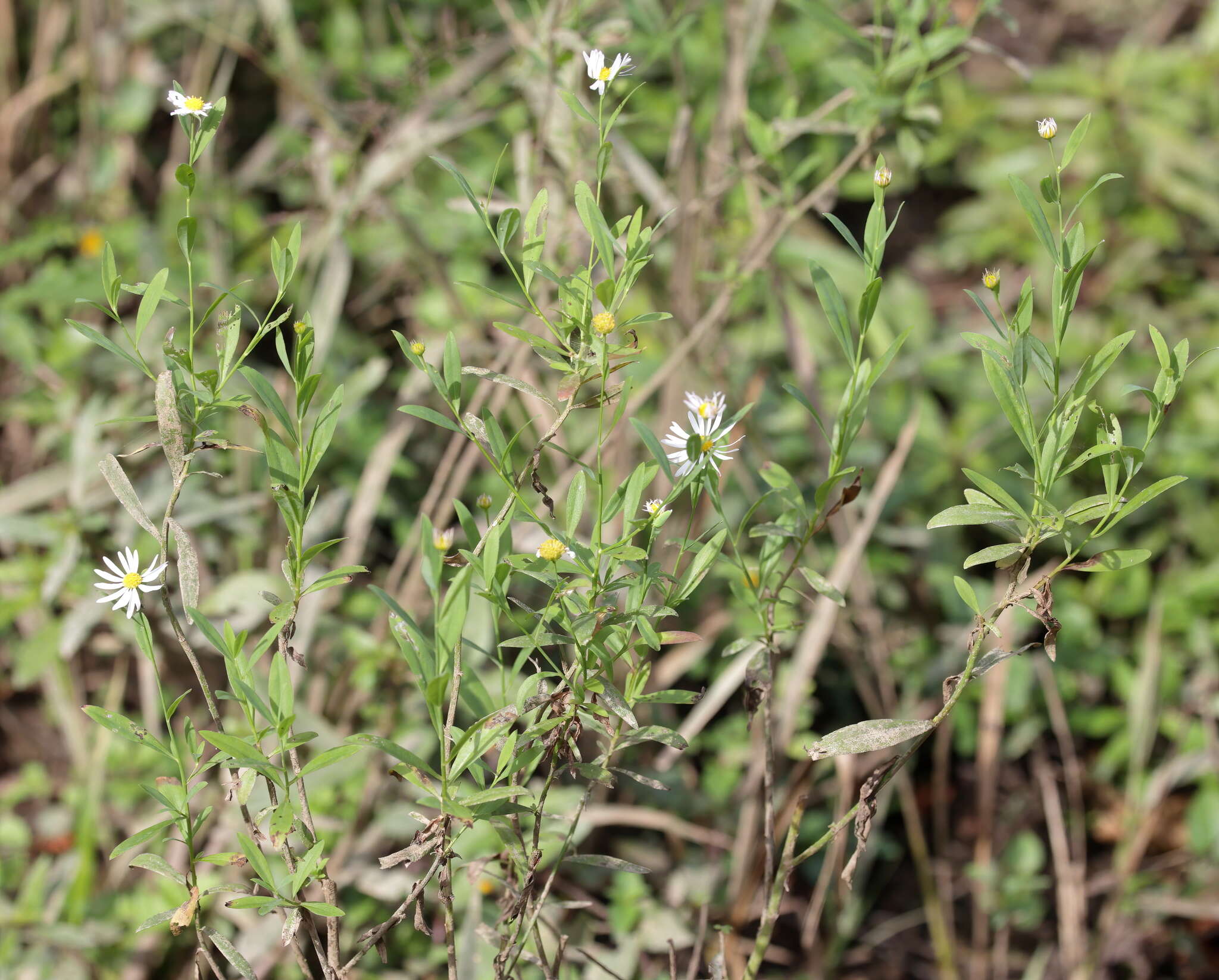 صورة Boltonia asteroides var. glastifolia (Hill) Fernald