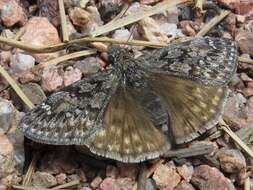 Image of Rocky Mountain Duskywing