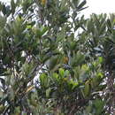 Lithocarpus formosanus (Skan) Hayata的圖片