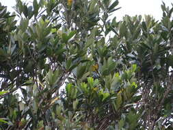 Image of Lithocarpus formosanus (Skan) Hayata