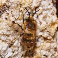 Anthophora crinipes Smith 1854的圖片