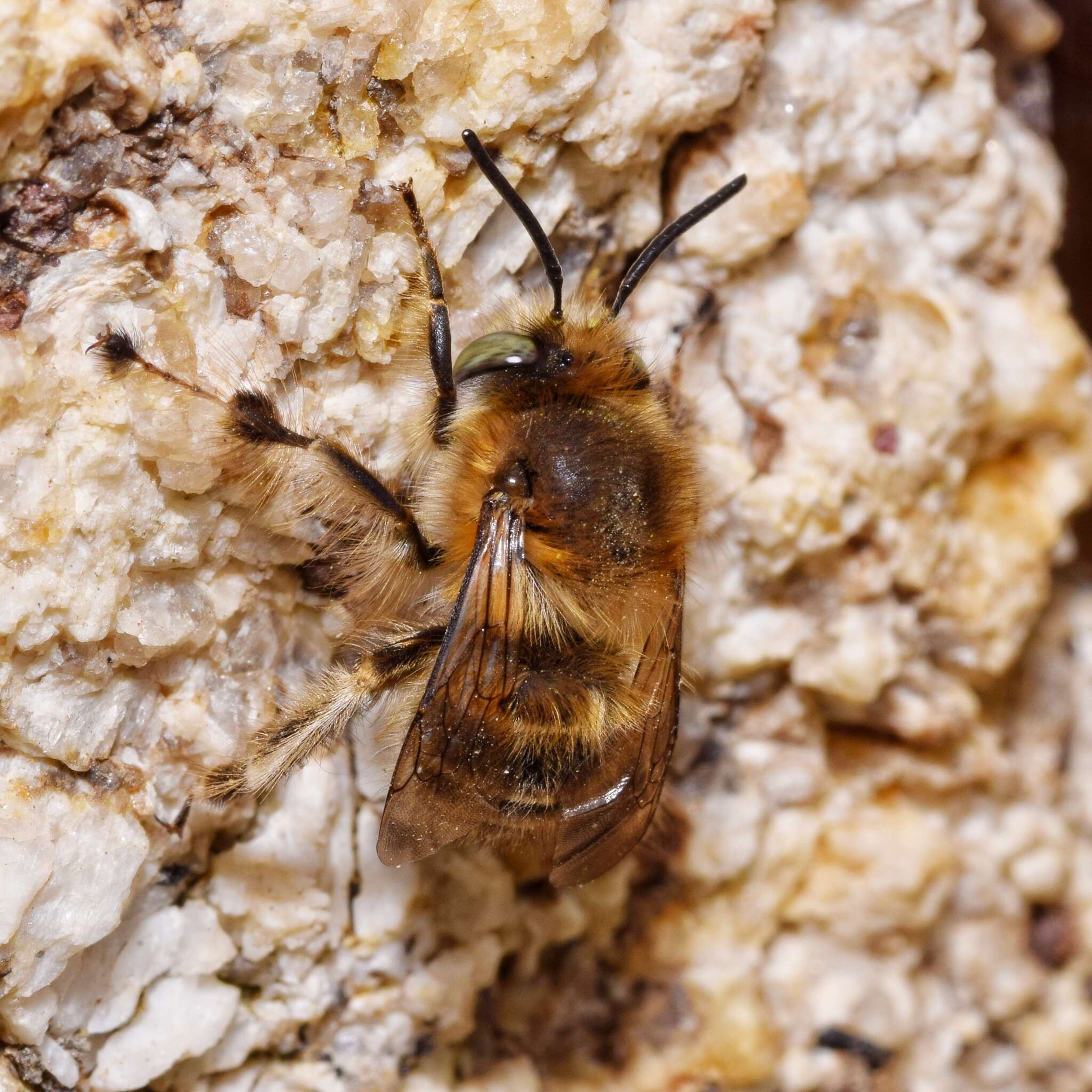 Anthophora crinipes Smith 1854的圖片