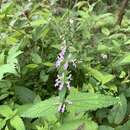 Stachys affinis Bunge resmi