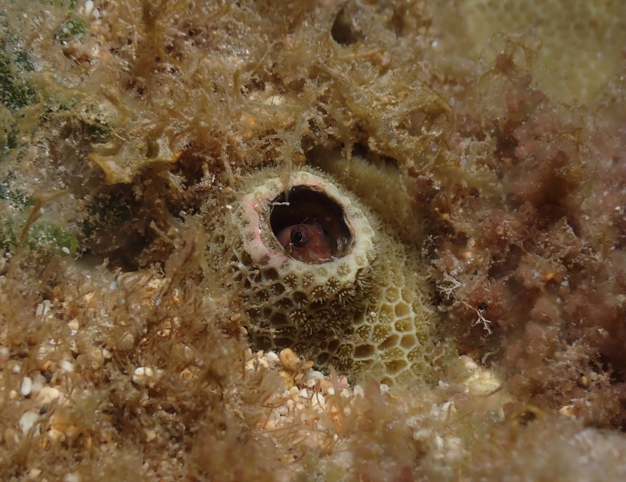 Image of Strasburg&#39;s blenny