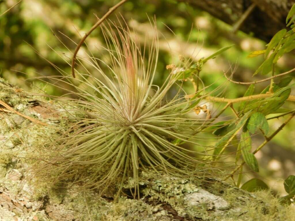 Image of Tillandsia magnusiana Wittm.