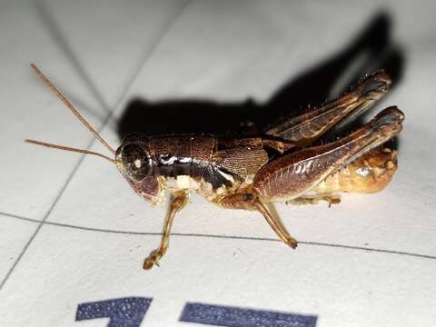 Melanoplus rotundipennis (Scudder & S. H. 1878)的圖片