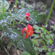 Image of Impatiens phoenicea Bedd.