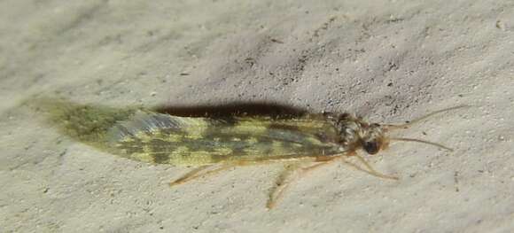 Image of Salt and Pepper Microcaddis