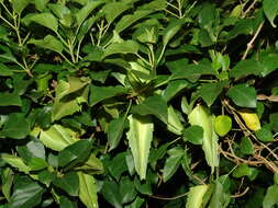 Image of Marsdenia dregea (Harv.) Schltr.