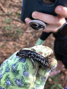 Image of Plethodon grobmani Allen & Neill 1949