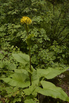 Image of Ligularia amplexicaulis (Wall.) DC.