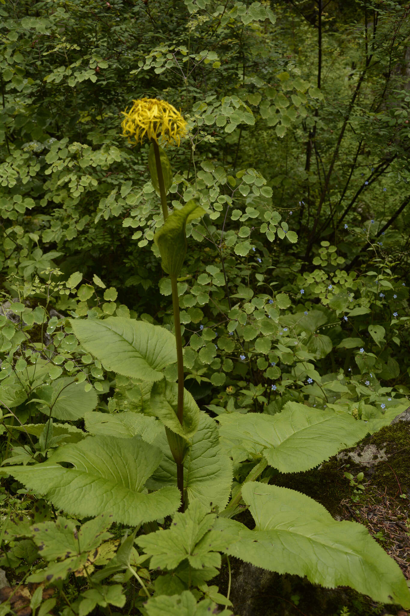 Image of Ligularia amplexicaulis (Wall.) DC.