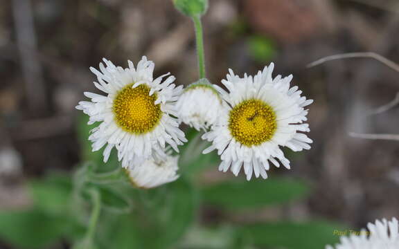 Image of streamside fleabane